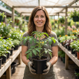 Set of 3 or 6 Tomato ‘Consuelo’ Plants, High Yield Sweet Cherry Tomato, Garden Ready Live Vegetable Seedlings, 1L Root Ball
