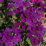 Set of 3 or 6 Large Plants - Verbena Lanai Up True Blue, Ready to Plant in Your Garden