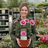 1 Large Plant - Dahlia Maggiore Fun Rose Bicolour, Ready to Plant in Your Garden
