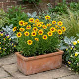 Set of 3 or 6 Coreopsis Sunfire Hardy Perennial Plants, Garden Ready, Bee Friendly, Summer Flowering, 1 Litre Root Ball
