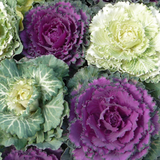 Ornamental Cabbage Growers selection