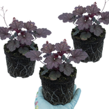 Set of 3 or 6 Heuchera Palace Purple Coral Bells Plants, Hardy Evergreen Perennial, Shade Tolerant Garden Plants, Outdoor Garden Ready, 1 Litre Root-Ball