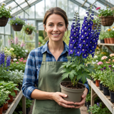 Set of 3 or 6 Delphinium Dark Blue White Bee Hardy Perennial Plants, Tall Cottage Garden Flowers, Outdoor Garden Ready, 1 Litre Root-Ball