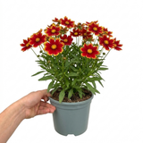 1 Coreopsis Solar Jewel Live Perennial Plant, Hardy Summer Flowering Garden, 3 Litre Root-Ball