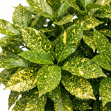 1 Aucuba Japonica Crotonifolia Spotted Laurel, Hardy Evergreen Garden Shrub, 2 Litre Root-Ball