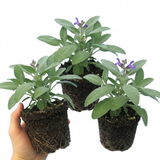Set of 3 or 6 Salvia officinalis ‘Berggarten’ Sage Herb Plants, Hardy Perennial Culinary Herb, Outdoor Garden Ready, 1 Litre Root-Ball