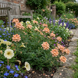 Set of 3 or 6 Verbena Magelana Peach Trailing Plants, Summer Bedding Flowers, Hanging Basket & Garden Ready, 10.5cm Root Ball