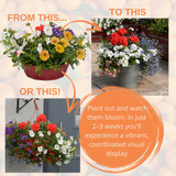 7 Colour Coordinated Plants - Tangerine Twist Theme Speedplanter, Garden Ready