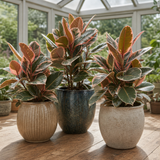 Rubber Plant Ficus Belize Pink, Easy Care Indoor Houseplant, 12cm 1 Litre Pots