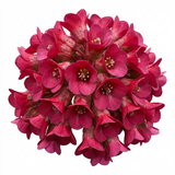Set of 3 or 6 Bergenia Rotblum Hardy Evergreen Perennial Plants, Pink Flowering Ground Cover, Outdoor Garden Ready, 1 Litre Root-Ball