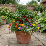 1 Sweet Pepper Redskin Plant, Grow Your Own Veg, Live Pepper Plant for Garden & Patio, 2Ltr Root-Ball