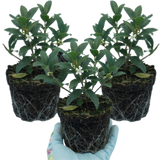 Set of 3 or 6 Osmanthus Burkwoodii Plants, Fragrant Evergreen Hedging Shrubs, Outdoor Garden Ready, White Flowers, 11cm Root-Ball