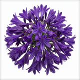 1 Large Plant - Agapanthus Poppin Purple, Ready to Plant in Your Garden, 2L Pot