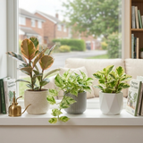 3 Designer Variegated Live Houseplant Collection, Ficus Belize, Marble Queen & Peperomia, 1 Litre Root Ball