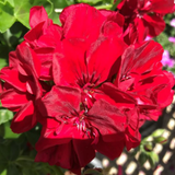 Geranium Sunflair Ruben