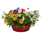 7 Colour Coordinated Plants - Tangerine Twist Theme Speedplanter, Garden Ready