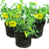 Set of 3 Large Plants - Calibrachoa Cabaret Diva Orange, Outdoor Garden Ready