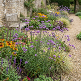 Set of 3 or 6 Verbena Bonariensis Hardy Perennial Plants, Tall Purple Cottage Garden Flowers, Outdoor Garden Ready, 1 Litre Root Ball