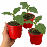 Set of 3 or 6 Large Plants - Grow Your Own Aubergine Meatball, Outdoor Garden Ready