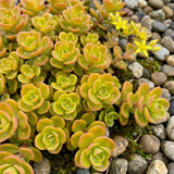 Set of 3 or 6 Sedum Oracle Hardy Perennial Stonecrop Plants, Low Maintenance, Bee Friendly, Drought Tolerant Ground Cover, Outdoor Garden Ready, 11cm Root-Ball