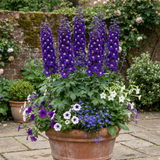 Set of 3 or 6 Delphinium Pacific Giants King Arthur Hardy Perennial Plants, Tall Cottage Garden Flowers, Outdoor Garden Ready, 1 Litre Root-Ball