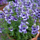 1 Large Plant - Nemesia Nuvo Blue 180, Outdoor Garden Ready, 2L Pot