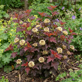1 Physocarpus Raspberry Lemonade Ninebark Plant, Hardy Flowering Shrub, 3 Litre Root Ball