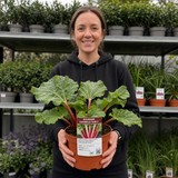 1 Rhubarb Timperley Early Plant, Hardy Perennial Fruit for Garden, Grow Your Own, 2Ltr Root Ball