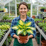 Set of 3 or 6 Large Hosta Plants - Paul's Glory Plantain Lily, Ready to Plant in Your Garden