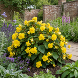 1 Large Plant - Begonia Non Stop Mocca Yellow, Outdoor Garden Ready, 5L Pot