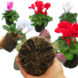 Large Cyclamen Flame Growers Selection