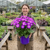 1 Senetti Violet Bicolour Pericallis Plant, Summer Flowering Patio Ready, 6.5 Litre Root Ball