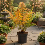1 Large Plant - Dryopteris Jurassic Gold Fern, Ready to Plant in Your Garden, 3L