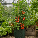 1 Alicante Tomato Plant, Live Outdoor Garden Ready, Grow Your Own Tomatoes, 2 Litre Root Ball
