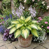 Set of 3 or 6 Large Hosta Plants - Paul's Glory Plantain Lily, Ready to Plant in Your Garden