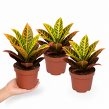 Croton Petra Joseph's Coat Variegated Houseplant, 12cm Pots