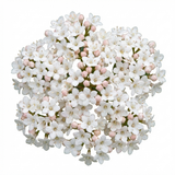 Set of 3 or 6 Viburnum Tinus Evergreen Privacy Hedge Plants, Hardy Winter Flowering Garden Shrub, Outdoor Garden Ready, 1 Litre Root-Ball
