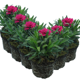 Carnation Oscar