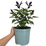 1 Large Plant - Salvia Sangoons Black & Bloom, Ready to Plant in Your Garden, 5L