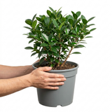 1 Ficus Moclame Indian Laurel Fig, Tropical Indoor Houseplant, Statement Plant, 5 Litre Root-ball