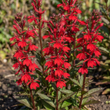 Set of 3 or 6 Lobelia Starship Scarlet Upright Hardy Perennial Plants, Summer Bedding, Garden Ready, 1 Litre Root Ball