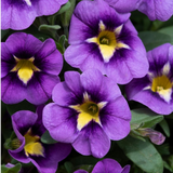Set of 3 or 6 Large Plants - Calibrachoa Bumble Bee Blue, Outdoor Garden Ready