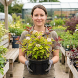 1 Physocarpus Raspberry Lemonade Ninebark Plant, Hardy Flowering Shrub, 3 Litre Root Ball