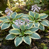Set of 3 or 6 Large Hosta Plants - First Frost Plantain Lily, Ready to Plant in Your Garden