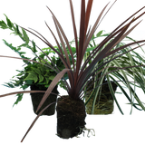 Contemporary Mix - Holly Fern, Grass (Carex Feathe Falls), Cordyline Red Star