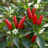 Set of 3 or 6 Large Plants - Grow Your Own Chilli Pepper Apache, Garden Ready