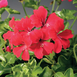 Geranium Tornado Red