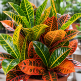 Croton Petra Joseph's Coat Variegated Houseplant, 12cm Pots