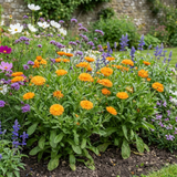 Set of 3 or 6 Garden Ready Plants – Calendula ‘Fiesta Orange’, Ready to Plant