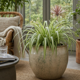 Variegated Spider Plant 1 Litre, Easy Care Houseplant Air Purifying Indoor Variegated Chlorophytum, 12cm Pots